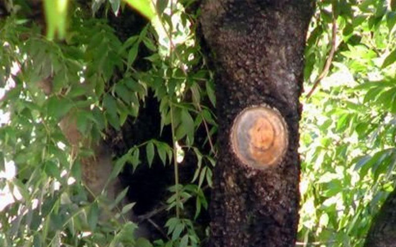 The unmanufactured image of Christ on a tree
